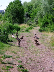 diese Tiere hatten bisher einen Aufenthalt im Wasser der Wuhle